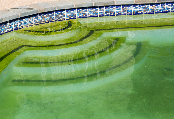 Pool Algae Removal in San Diego